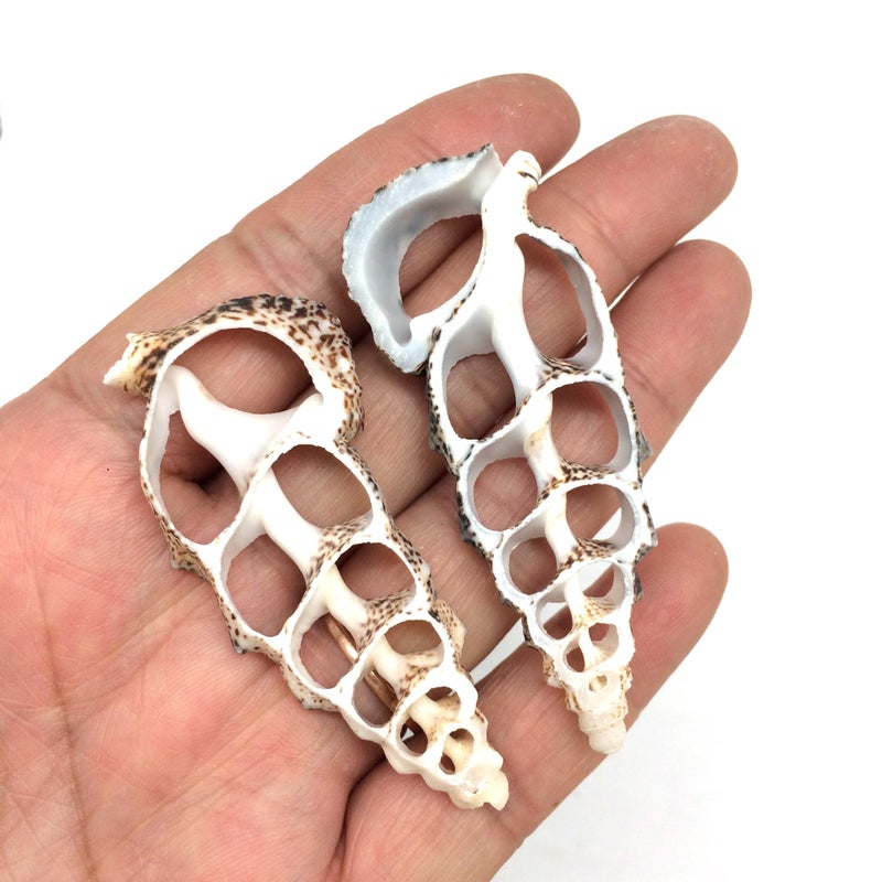 PEPPERLONELY 20 PC Center Cut Cerithium Aloco Sea Shells, 2~2-1/2 Inch - Image 2